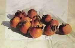 חוג ציור למבוגרים