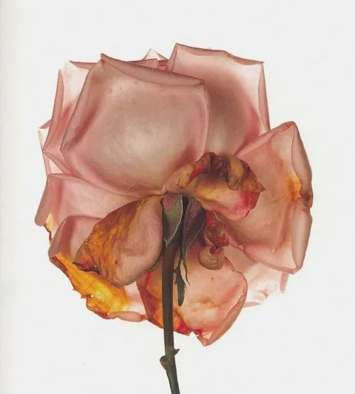 שלג בוער Naoji Ishiyama.