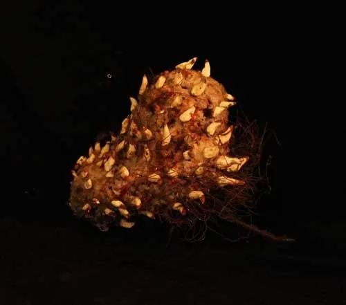 soft sculpture